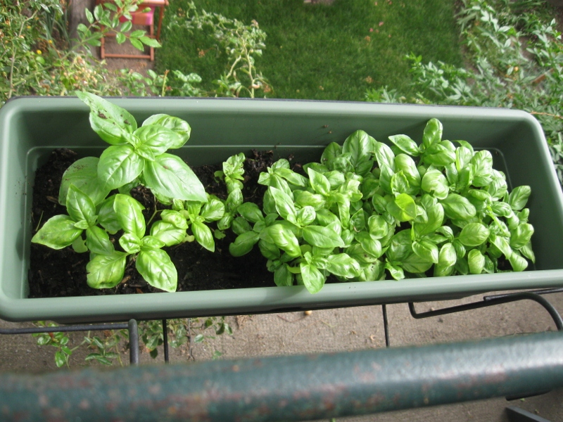 Faultless Basil.jpg